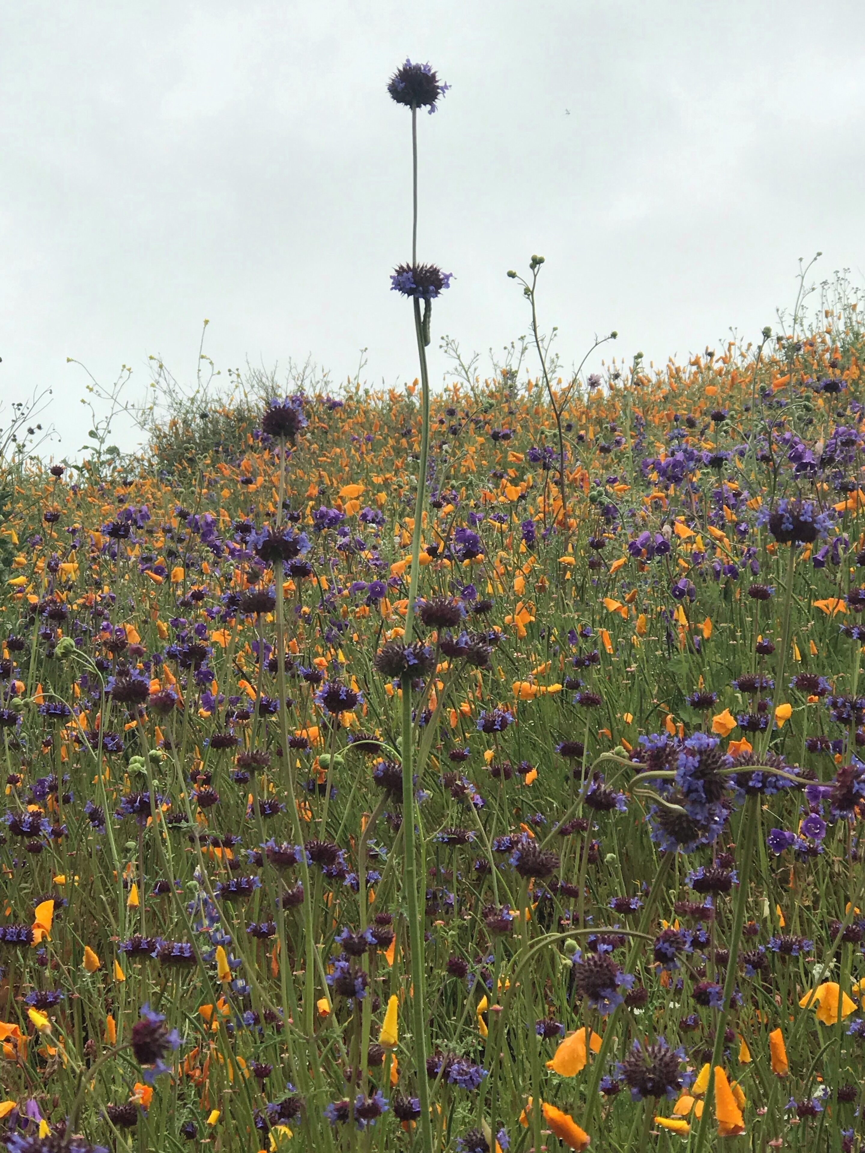 The heat is coming up.Flowers are starting to wilt.Hoping next year will be another beautiful trail to come back to.Thanks for the rain #superbloom2019