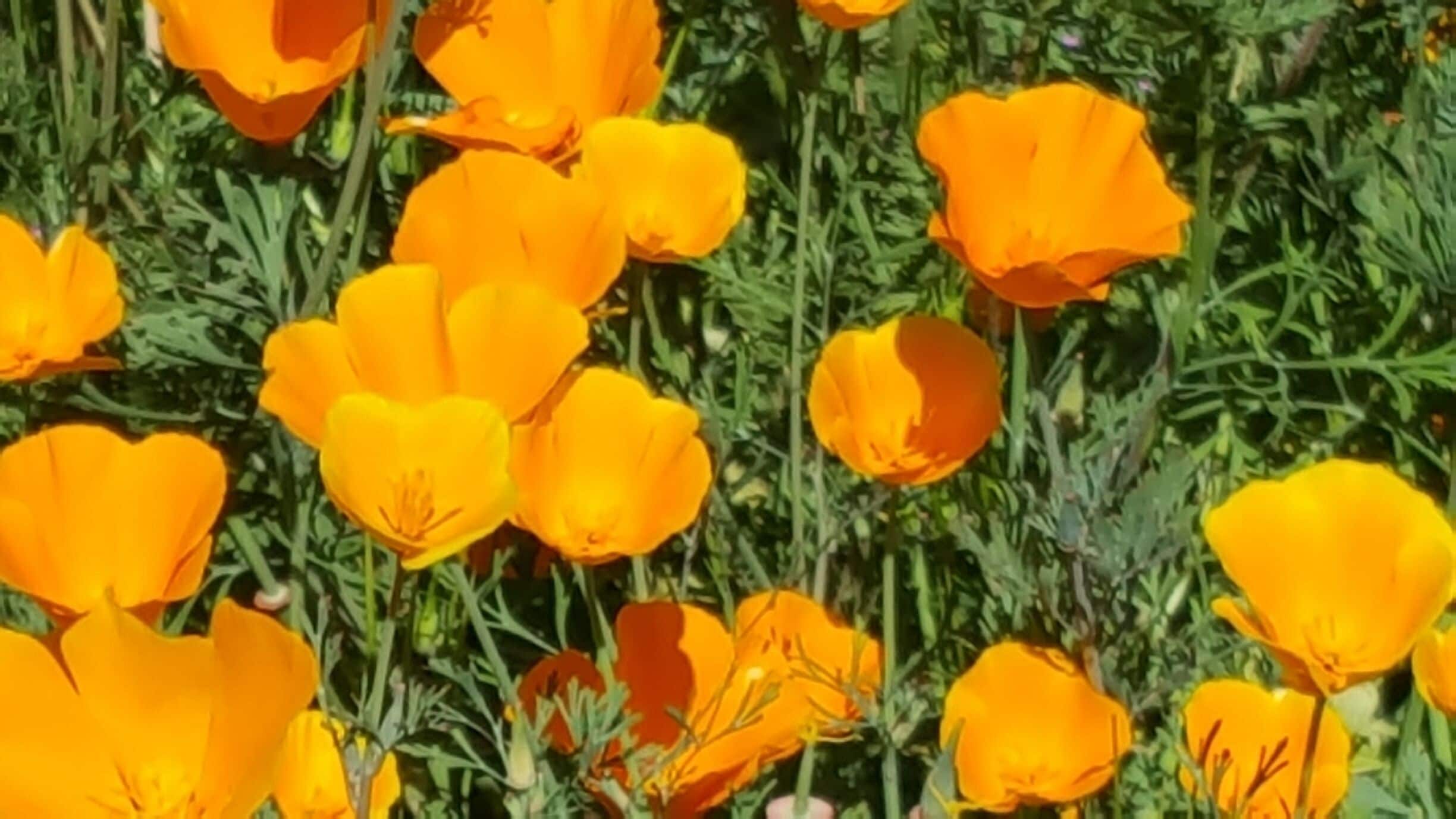 This hills were alive with California Poppys