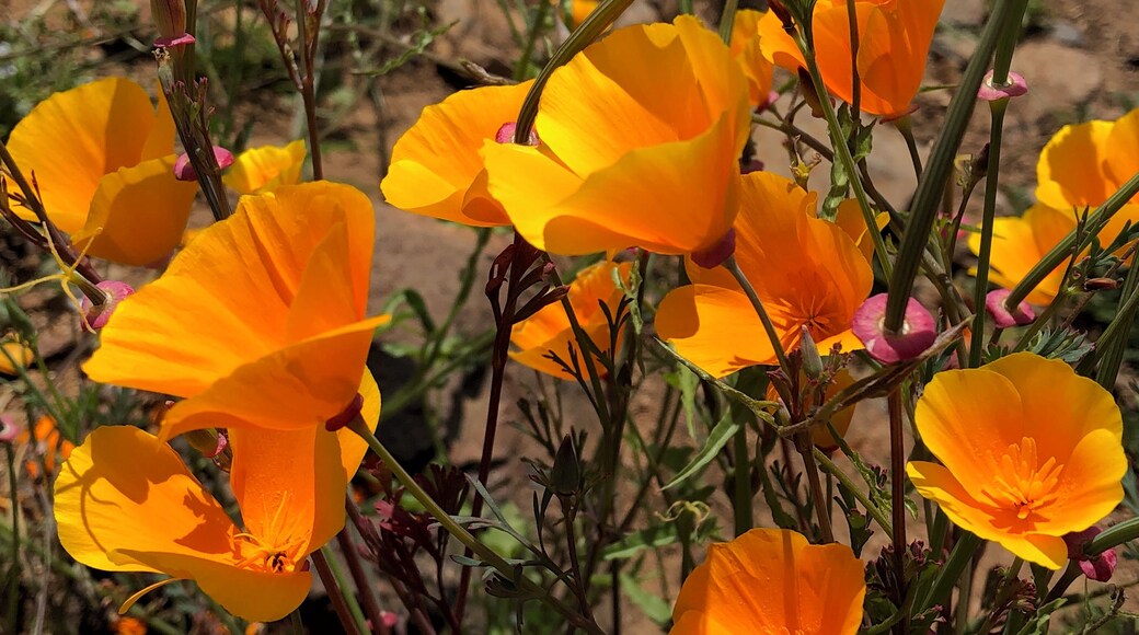 California Superbloom!!!