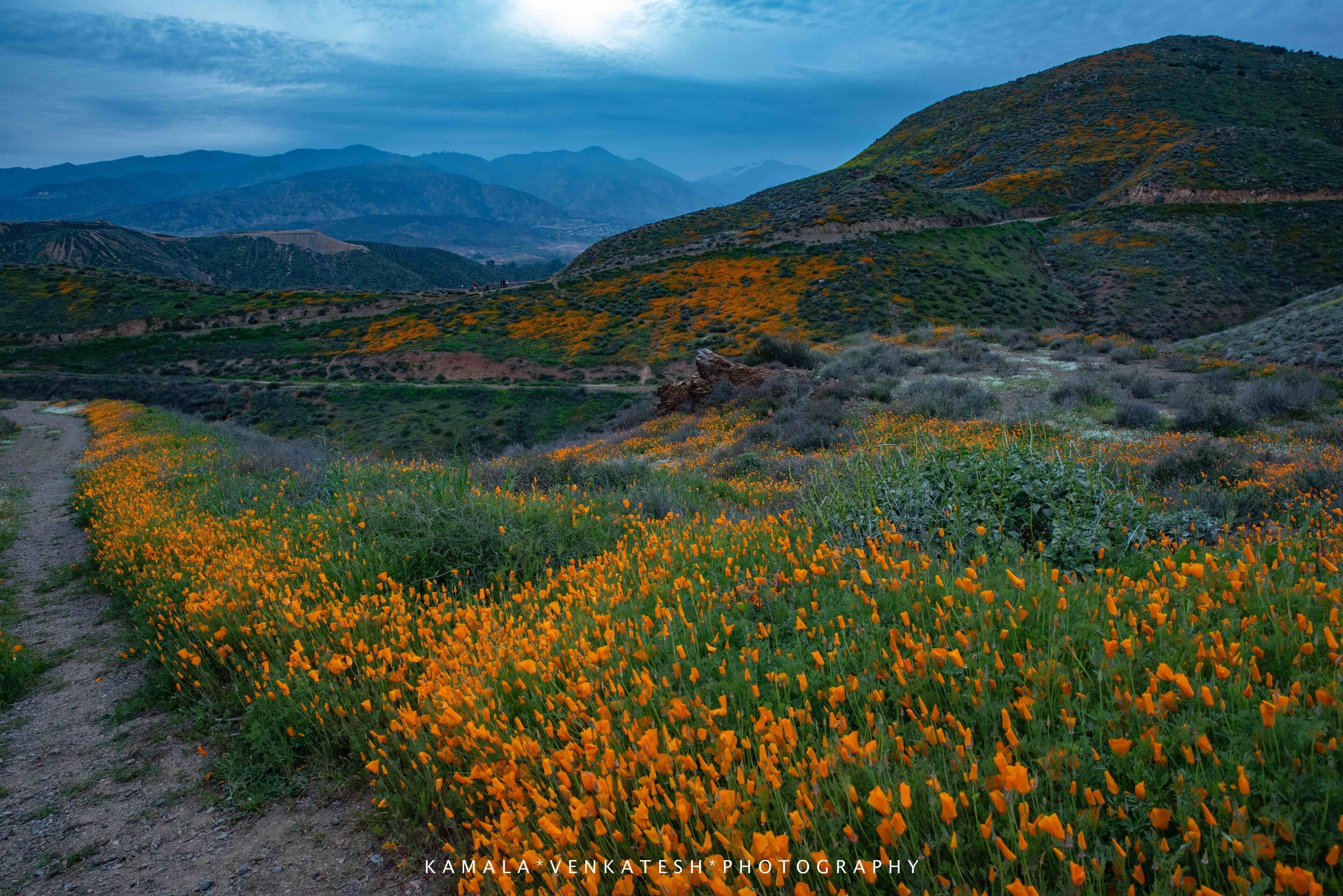 Winter rains in California, ending years of severe drought, caused the wild flowers to bloom almost all over California including the deserts east of San Diego. This is just about 70 miles north and east of San Diego, California.

 #nature contest