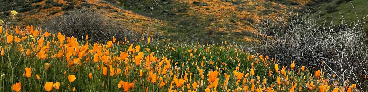 After a rainy February, California is experiencing super blooms everywhere! The poppy fields are blooming on the hills of Walker Canyon Trail a few miles north of Lake Elsinore on I-15