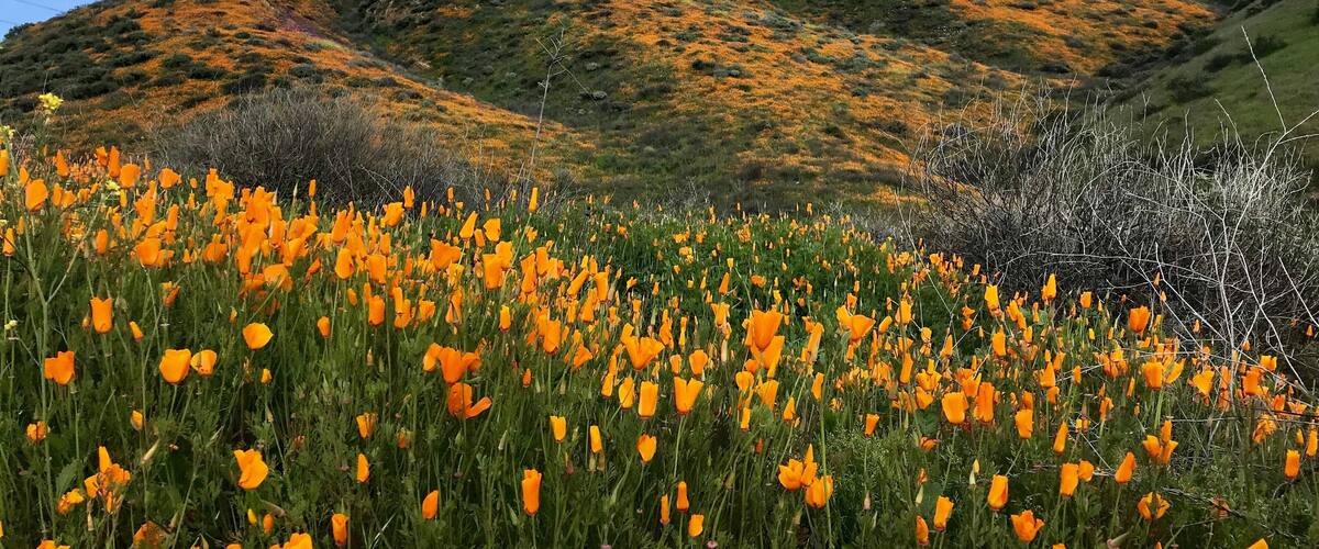 After a rainy February, California is experiencing super blooms everywhere! The poppy fields are blooming on the hills of Walker Canyon Trail a few miles north of Lake Elsinore on I-15