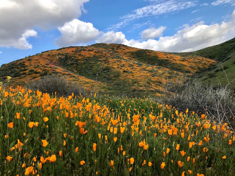After a rainy February, California is experiencing super blooms everywhere! The poppy fields are blooming on the hills of Walker Canyon Trail a few miles north of Lake Elsinore on I-15