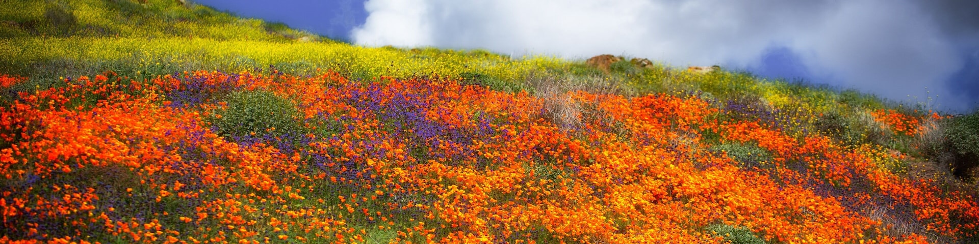 “But pleasures are like poppies spread,
You seize the flower, it's bloom is shed;
Or, like the snow-fall in the river,
A moment white, then melts forever.”
~Robert Burns
I went in search of meadows with purple flowers among the orange poppies and was rewarded with this ~ a ring of yellow mustards. And a contrasting sky with rain clouds to the south.
Due to the recent winter rains in Southern California, hillsides are bursting with colors of wildflowers. These hills especially are covered with mostly the poppies-California Flower. Soon the hills will turn brown unless we get more rains. Visitors are flocking to these hills by the thousands these past few weeks to witness this amazing phenomenon!
Hope you enjoy!
#ontheroad #ontheroadcontest