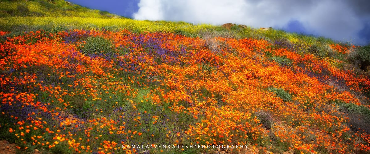 “But pleasures are like poppies spread,
You seize the flower, it's bloom is shed;
Or, like the snow-fall in the river,
A moment white, then melts forever.”
~Robert Burns
I went in search of meadows with purple flowers among the orange poppies and was rewarded with this ~ a ring of yellow mustards. And a contrasting sky with rain clouds to the south.
Due to the recent winter rains in Southern California, hillsides are bursting with colors of wildflowers. These hills especially are covered with mostly the poppies-California Flower. Soon the hills will turn brown unless we get more rains. Visitors are flocking to these hills by the thousands these past few weeks to witness this amazing phenomenon!
Hope you enjoy!
#ontheroad #ontheroadcontest