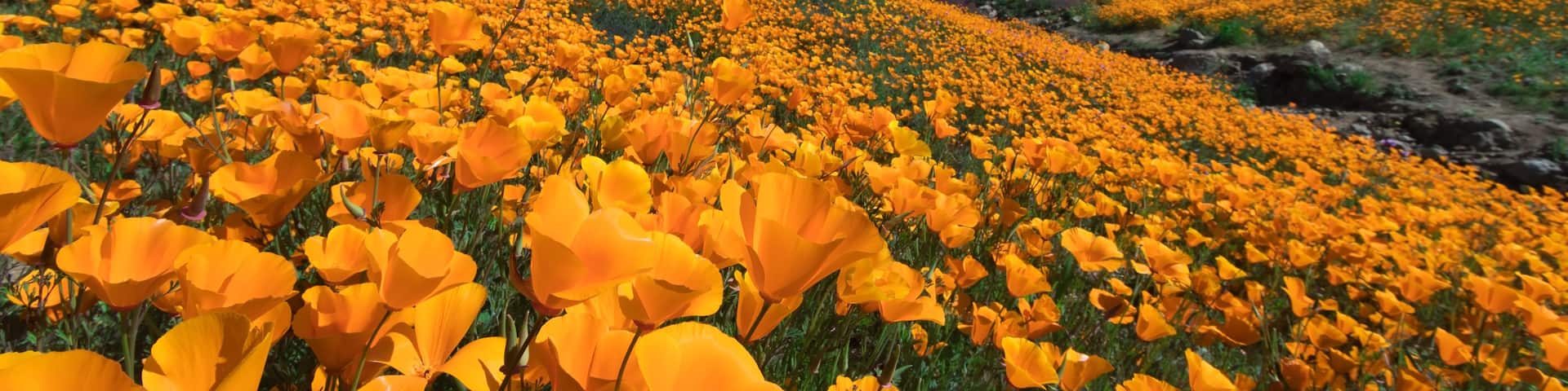 California Golden Poppy blooming in Walker Canyon, Lake Elsinore, CA