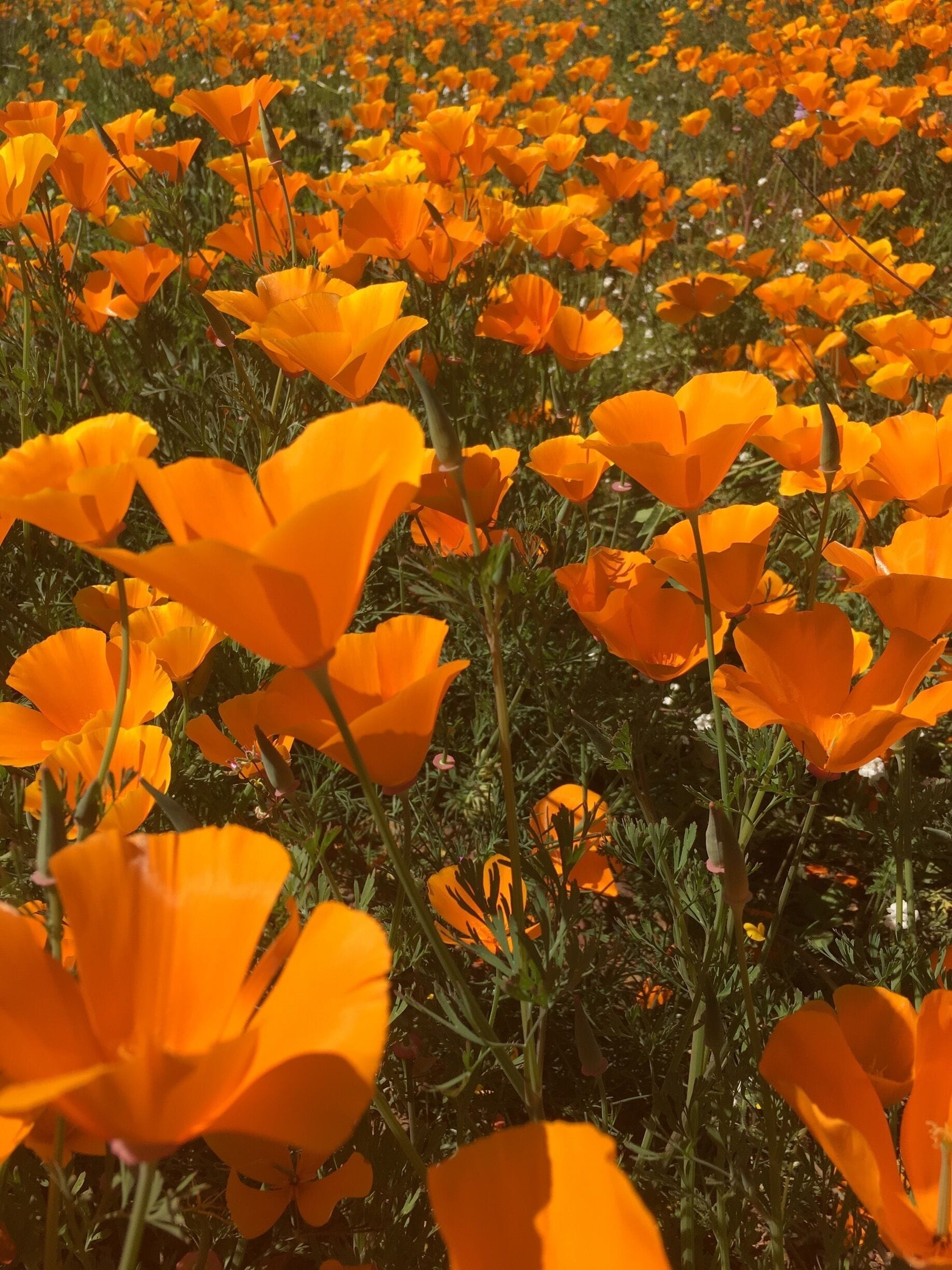 Full bloom California Poppies🌸🌼Southern California's wet and strong winter has created breathtaking scenes from its surrounding mountains and hills!🌼
#SpringFun