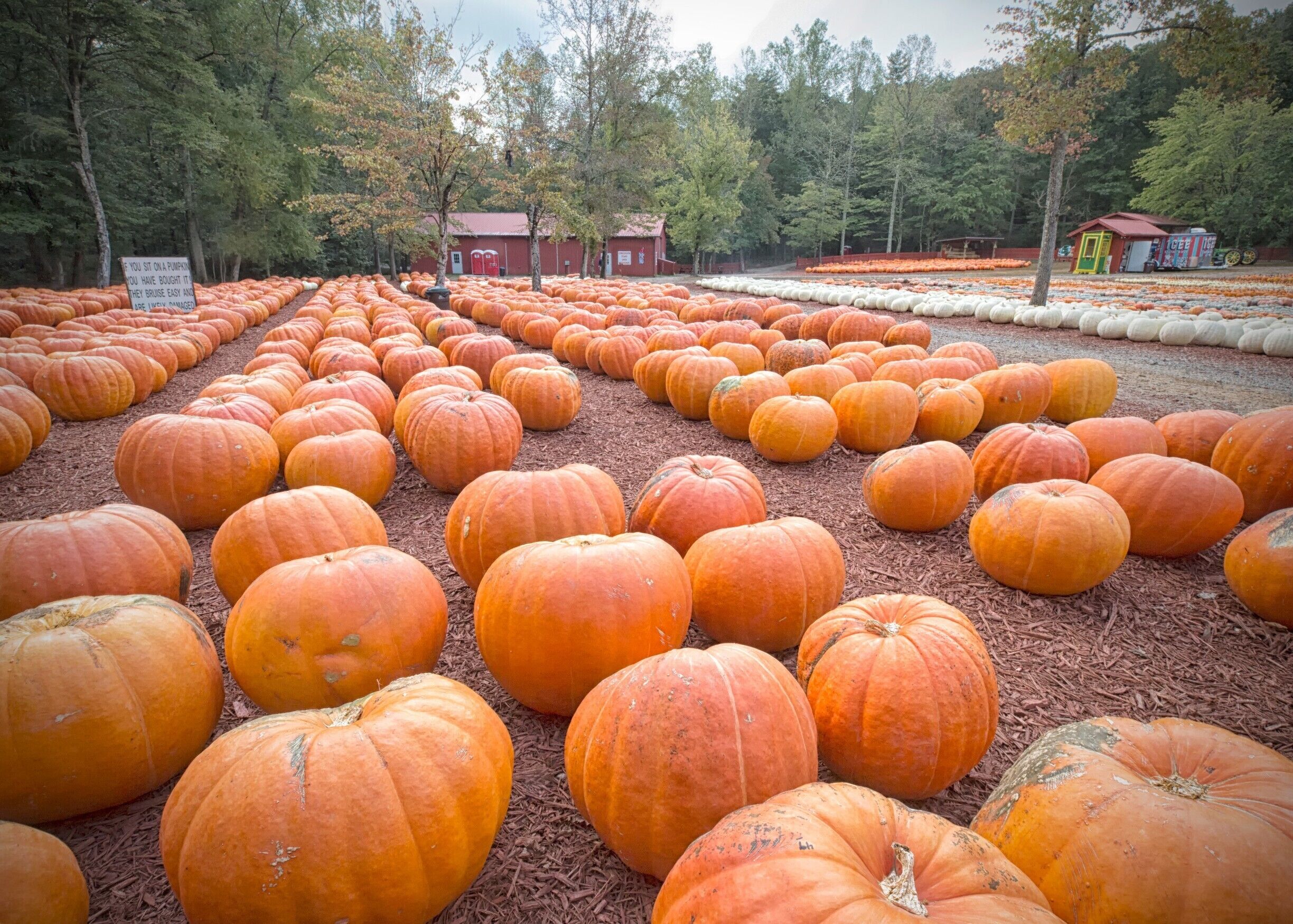 If you're in north Georgia in October, Burt's Pumpkin Farm is a fun place to visit especially if you have young children. You can get some great photos and they also have a hay ride - a fun treat for the kids. 