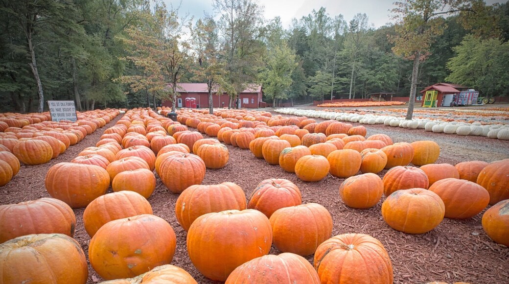 If you're in north Georgia in October, Burt's Pumpkin Farm is a fun place to visit especially if you have young children. You can get some great photos and they also have a hay ride - a fun treat for the kids.