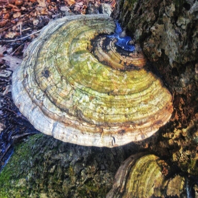 A mile into the hike you come up to long creek falls. A beautiful waterfall which you can climb and fish. Although we didn't, this area is rebound for Appalachian fishing. 