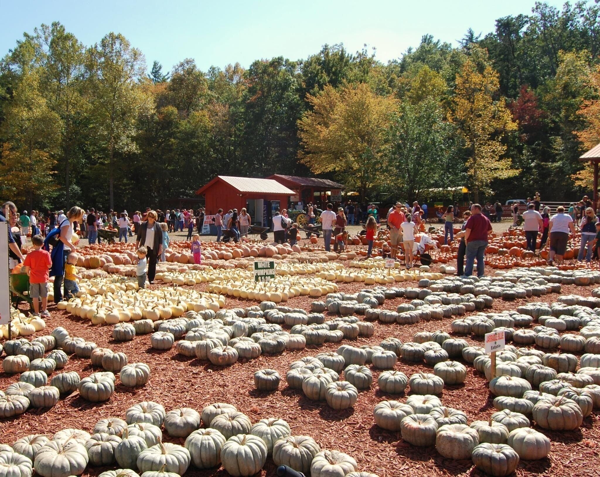 Burt’s Pumpkin Farm
