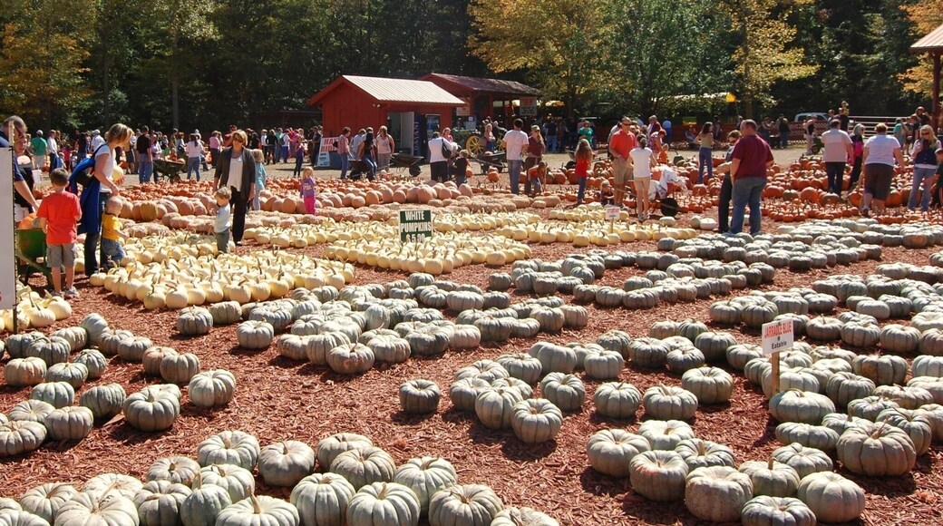 Burt’s Pumpkin Farm