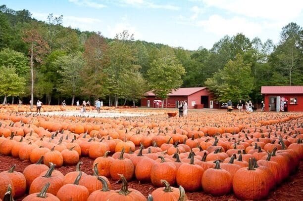 Burt’s Pumpkin Farm