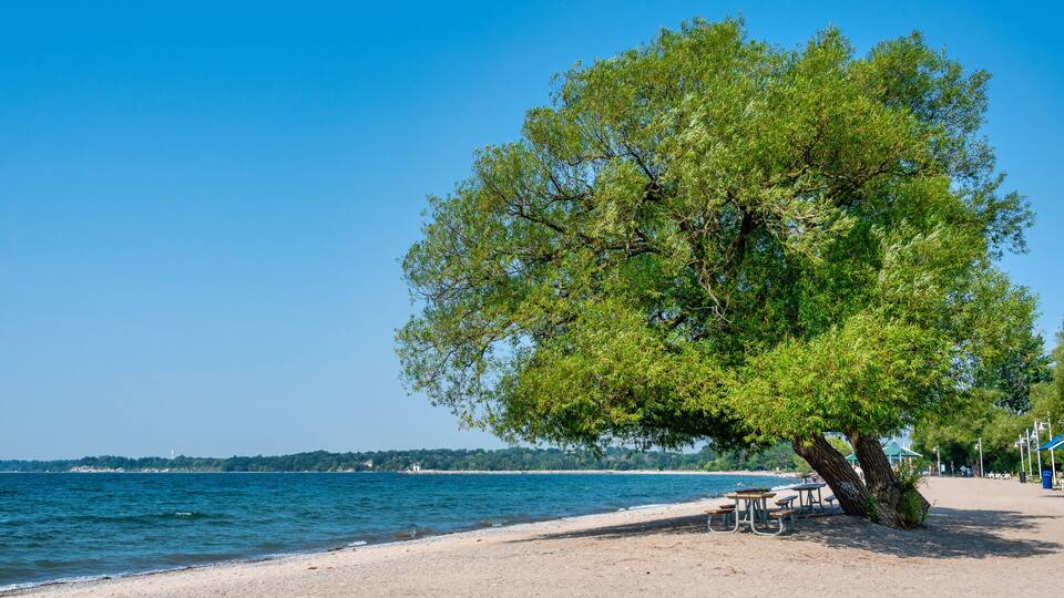 A beach with a large tree, picnic tables, and a clear blue sky.