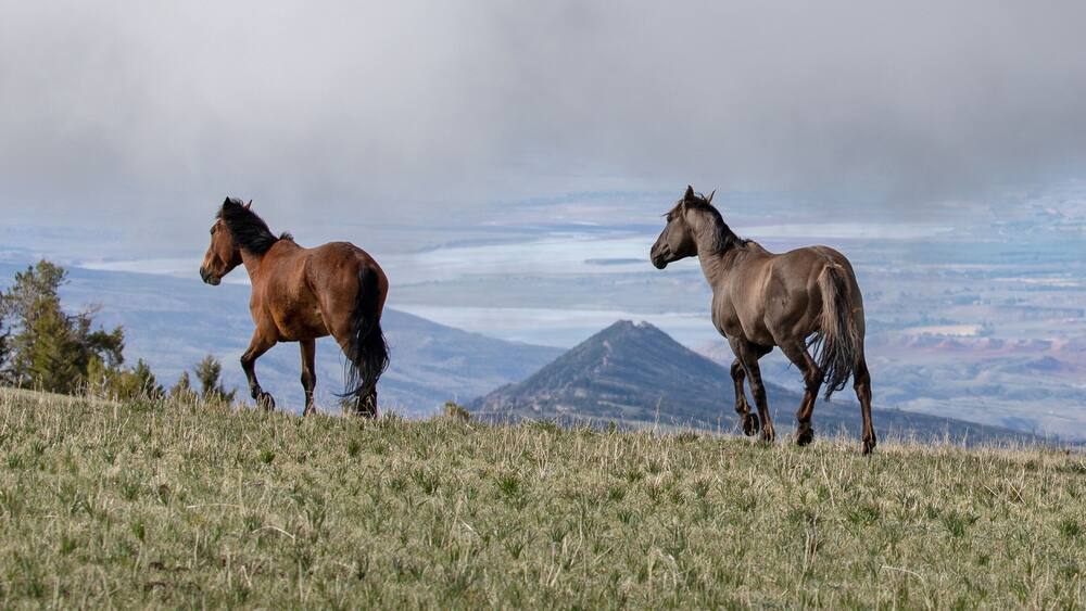 Dun and Grulla wild horses running on Sykes ridge above the Bighorn Canyon in Wyoming in the western United States