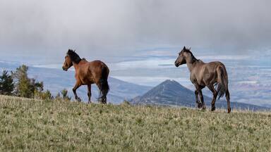 Dun and Grulla wild horses running on Sykes ridge above the Bighorn Canyon in Wyoming in the western United States