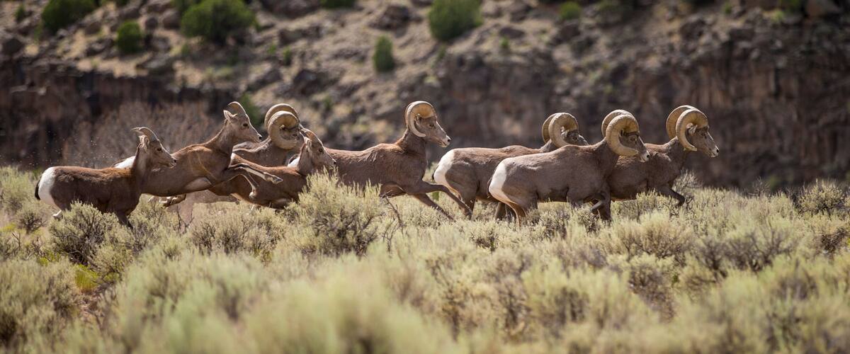 Bighorn sheep on Rio Grande canyon edge, New Mexico