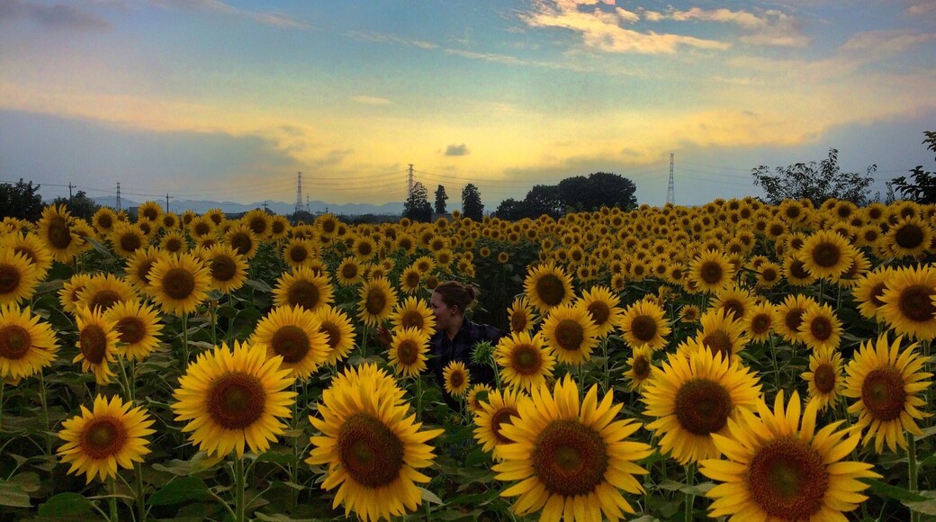 A field of sunflowers in Takasaki, Japan.