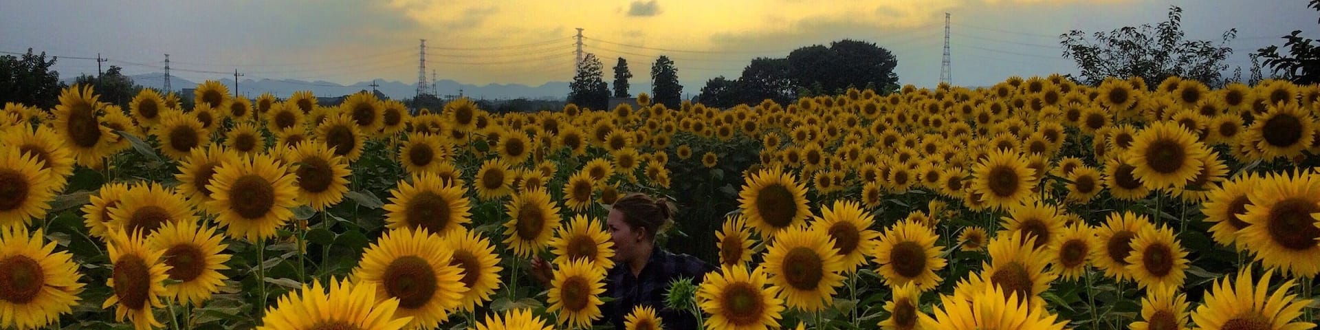 A field of sunflowers in Takasaki, Japan.