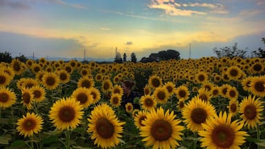A field of sunflowers in Takasaki, Japan.