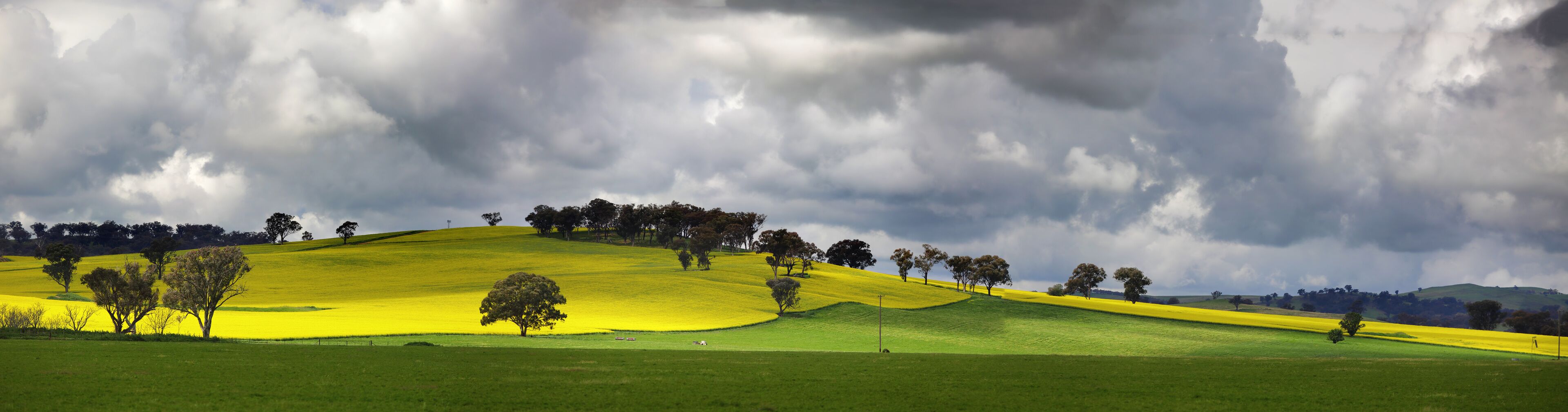 Sunnyside Cowra Landscape Canola Views