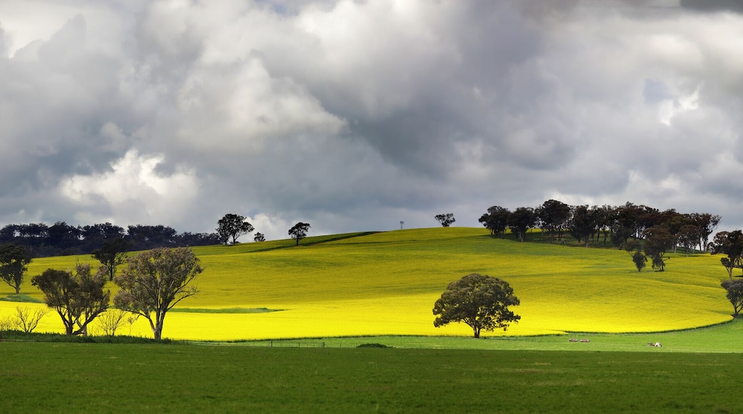 Sunnyside Cowra Landscape Canola Views