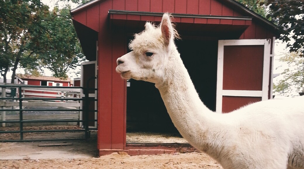 The Holzville Ecology Center is one of my favorite places to visit. The animals are all rescued or born there, the greenhouse and park are well kept. I especially love the goats and this alpaca. During the summer you pay for parking but during the winter it's free and usually pretty empty. #localgems