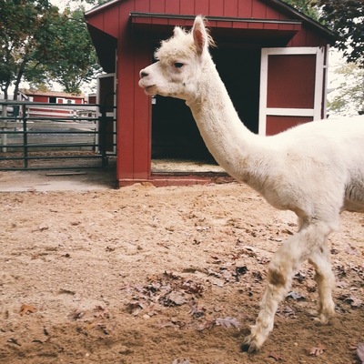 The Holzville Ecology Center is one of my favorite places to visit. The animals are all rescued or born there, the greenhouse and park are well kept. I especially love the goats and this alpaca. During the summer you pay for parking but during the winter it's free and usually pretty empty. #localgems