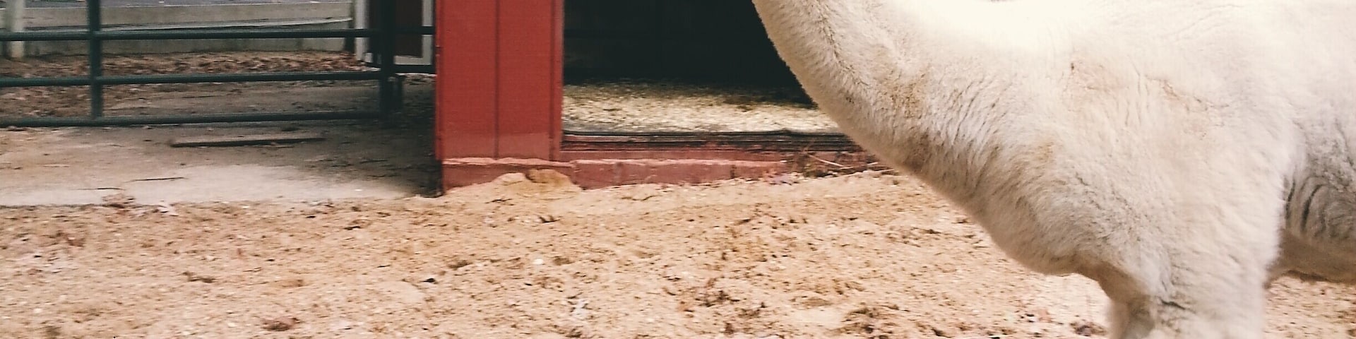 The Holzville Ecology Center is one of my favorite places to visit. The animals are all rescued or born there, the greenhouse and park are well kept. I especially love the goats and this alpaca. During the summer you pay for parking but during the winter it's free and usually pretty empty. #localgems