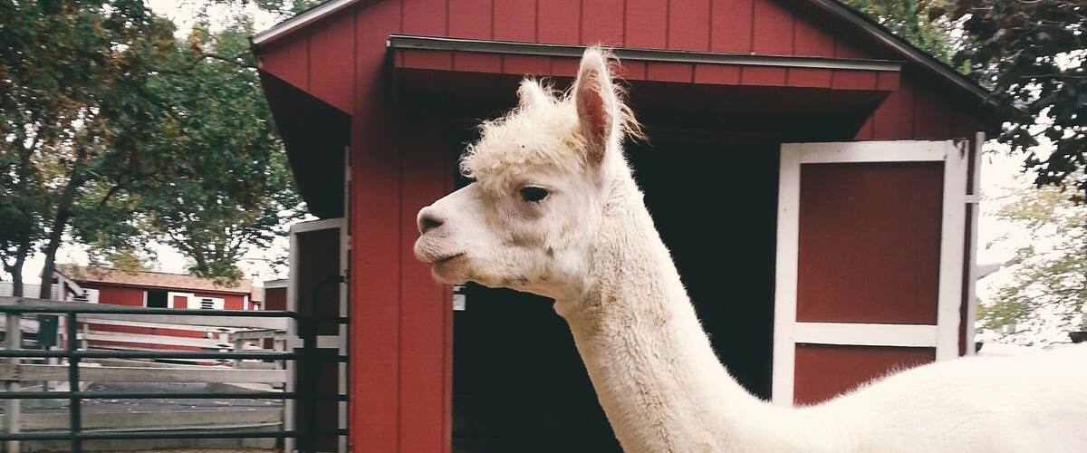 A llama in a sandy enclosure with a red barn in the background.