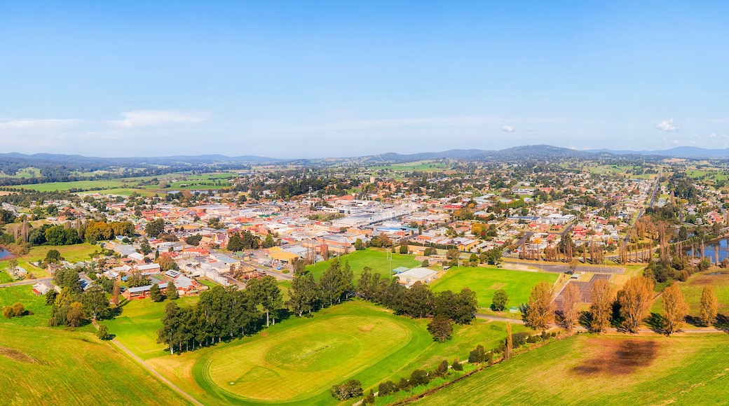 D Bega town short pan