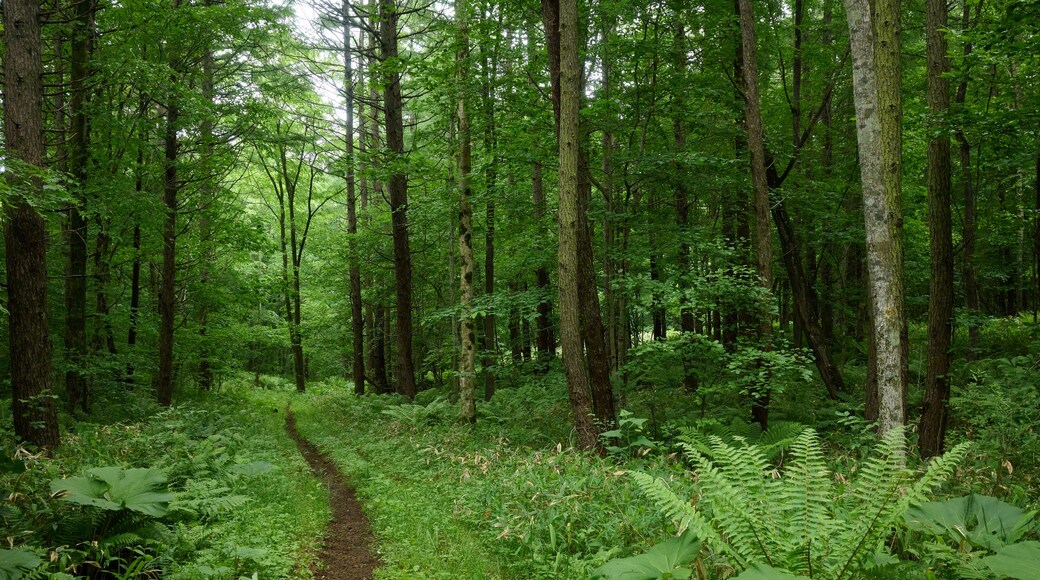 苫小牧の森 / Forest in Tomakomai