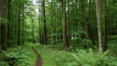 苫小牧の森 / Forest in Tomakomai