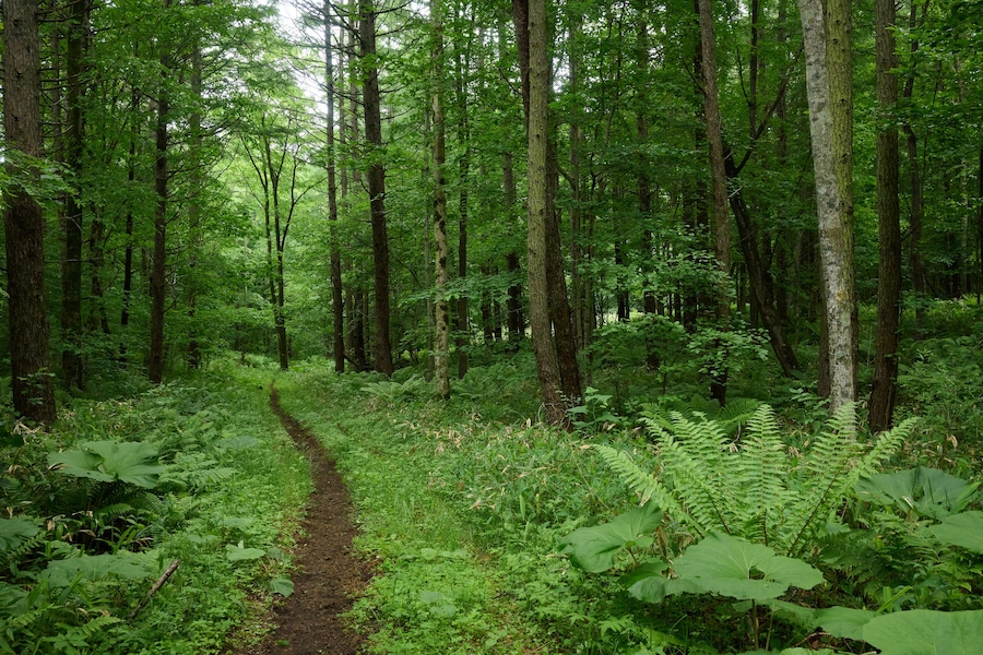 苫小牧の森 / Forest in Tomakomai