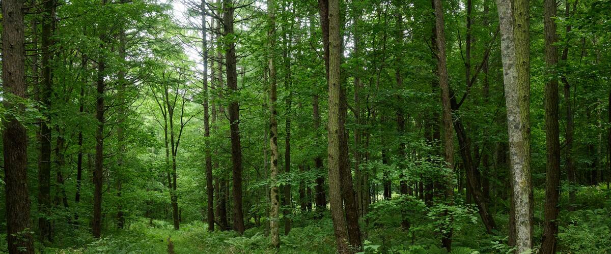 A forested area with a dirt path, dense green foliage, and tall trees.