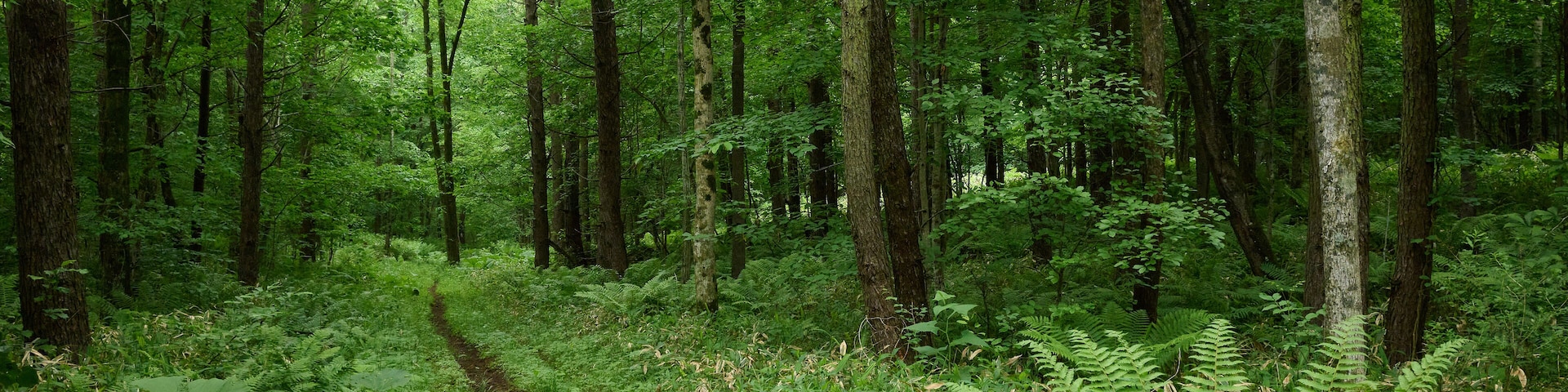 A forested area with a dirt path, dense green foliage, and tall trees.