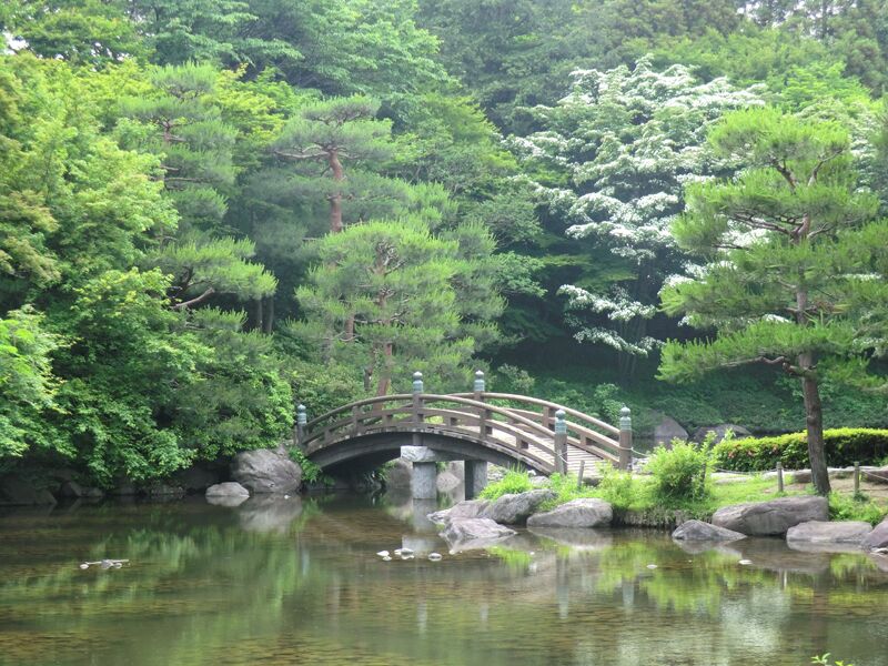 A wooden bridge over a calm pond surrounded by lush greenery and trees.