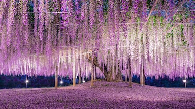 Glycine géante, Ashikaga, Japon