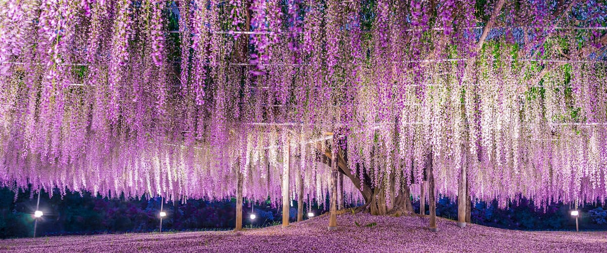 A tree with purple flowers and a ground covered in purple flowers.