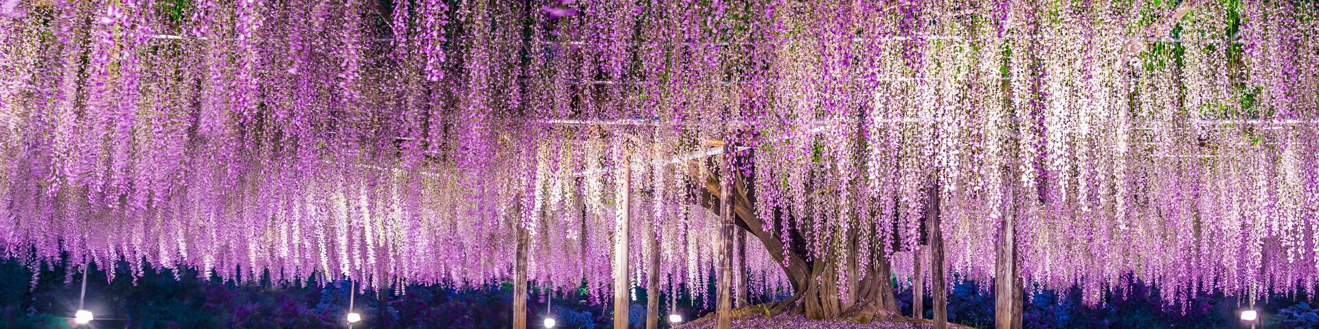 A tree with purple flowers and a ground covered in purple flowers.