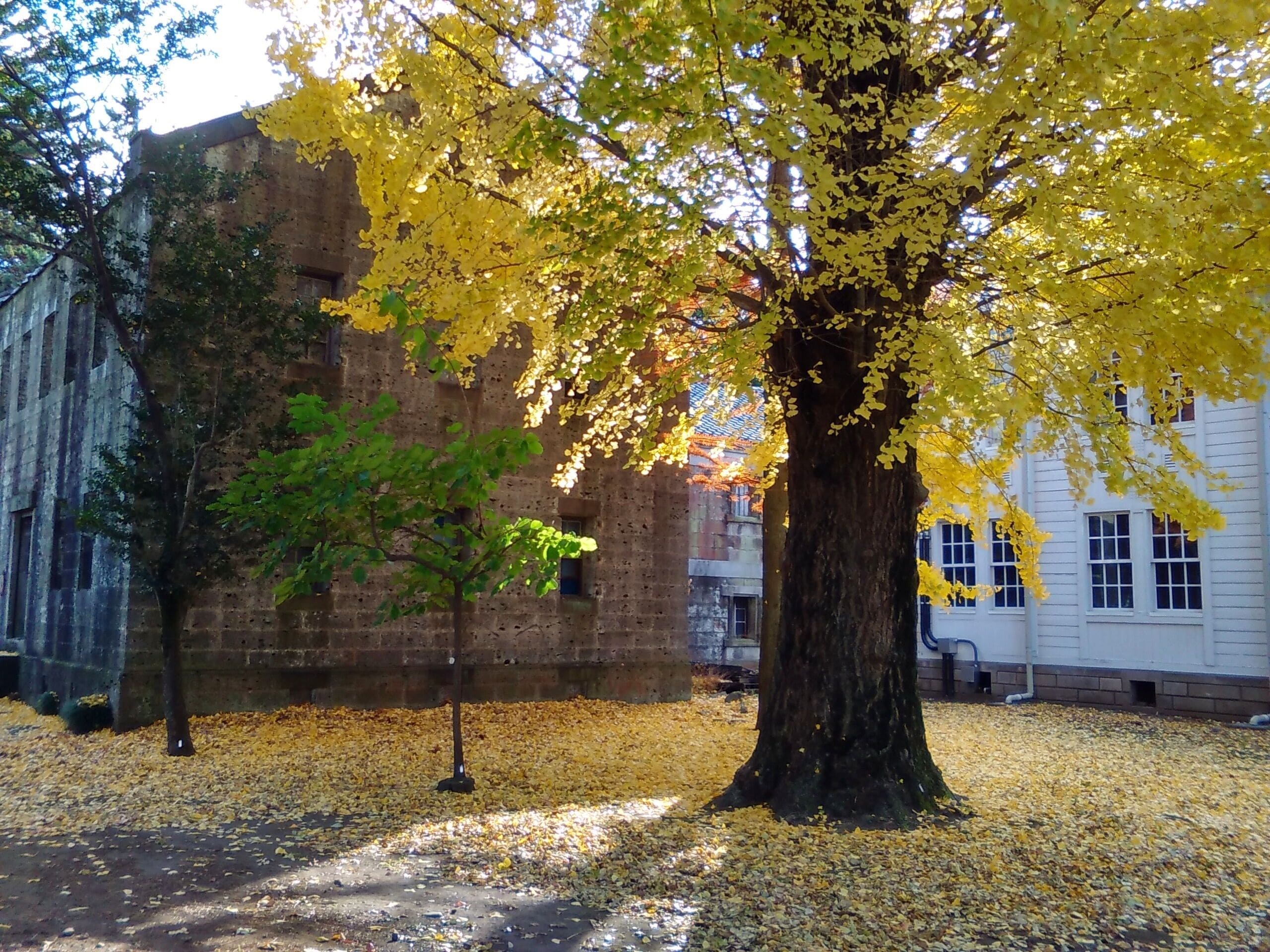 An old building (left) thought to be the library of Utsunomiya College of Agriculture and Forestry, one of the predecessors of Utsunomiya University, and Minegaoka Auditorium (right). Located in Utsunomiya, Tochigi, Japan.