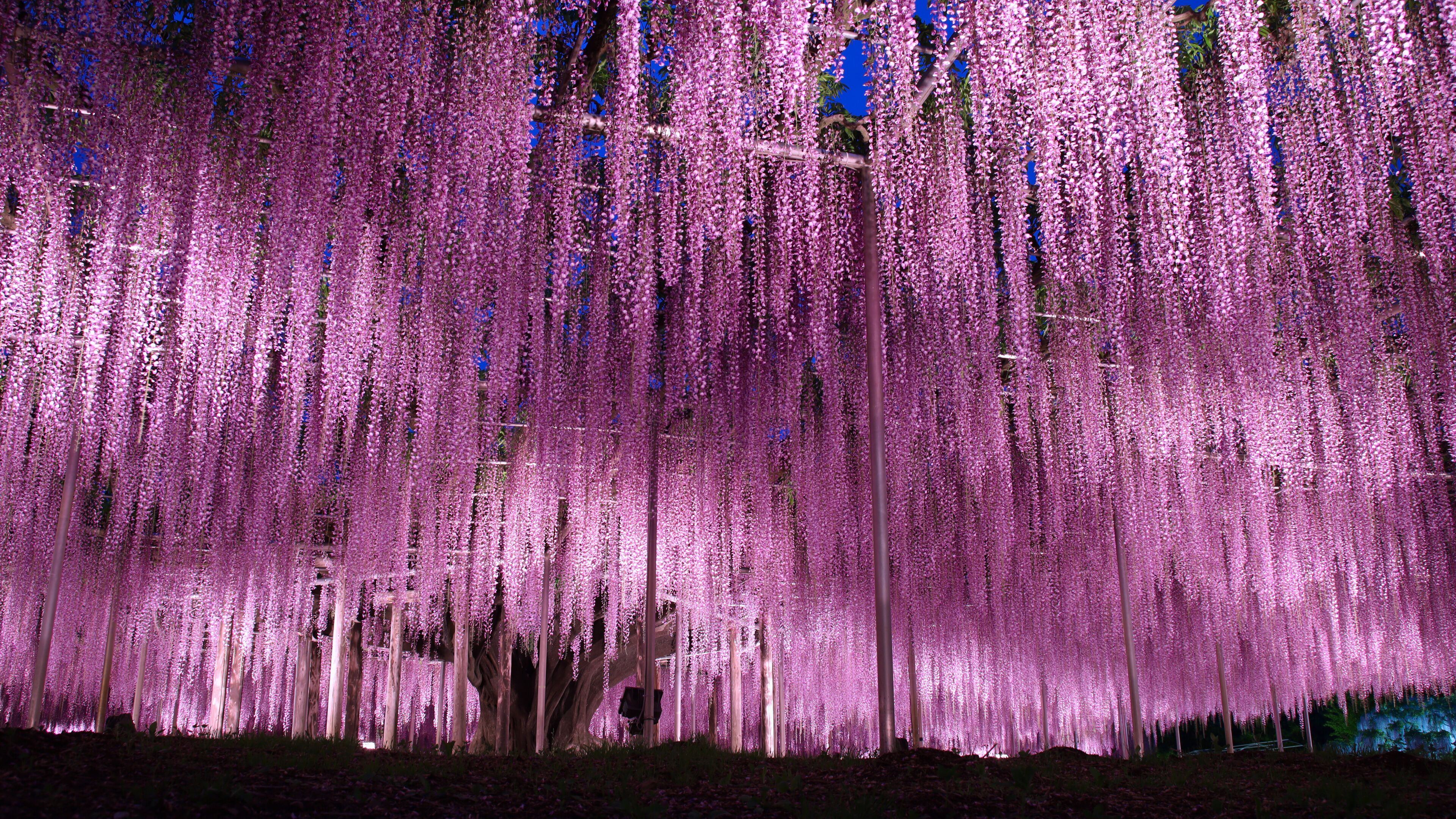 あしかがフラワーパーク　大藤のライトアップ