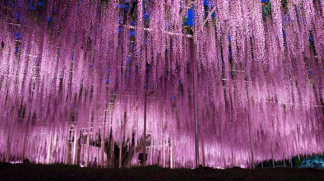 あしかがフラワーパーク 大藤のライトアップ