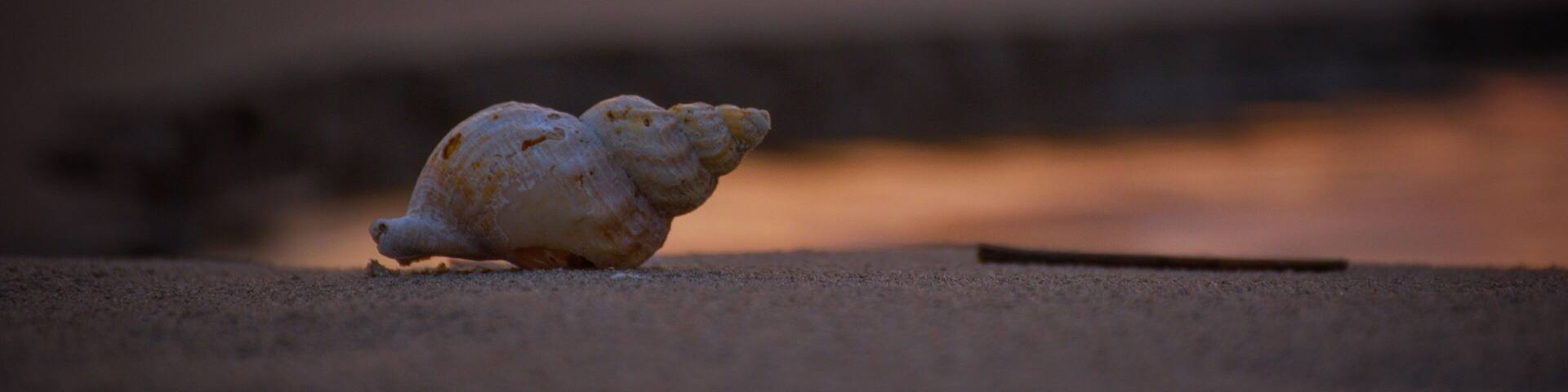 Beautiful sunrise at the beach at Hulsig near Skagen
#sunrise #ocean #beach #skagen #denmark