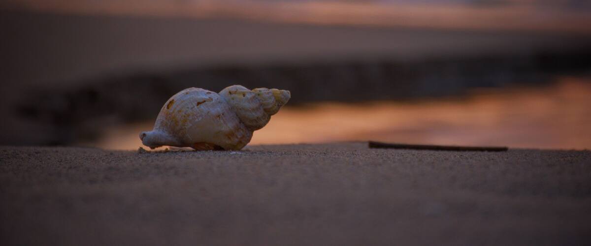 A turtle on a sandy surface with a sunset in the background.