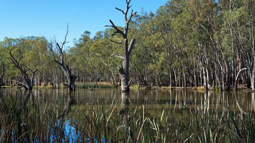 Gogeldrie Weir Scene