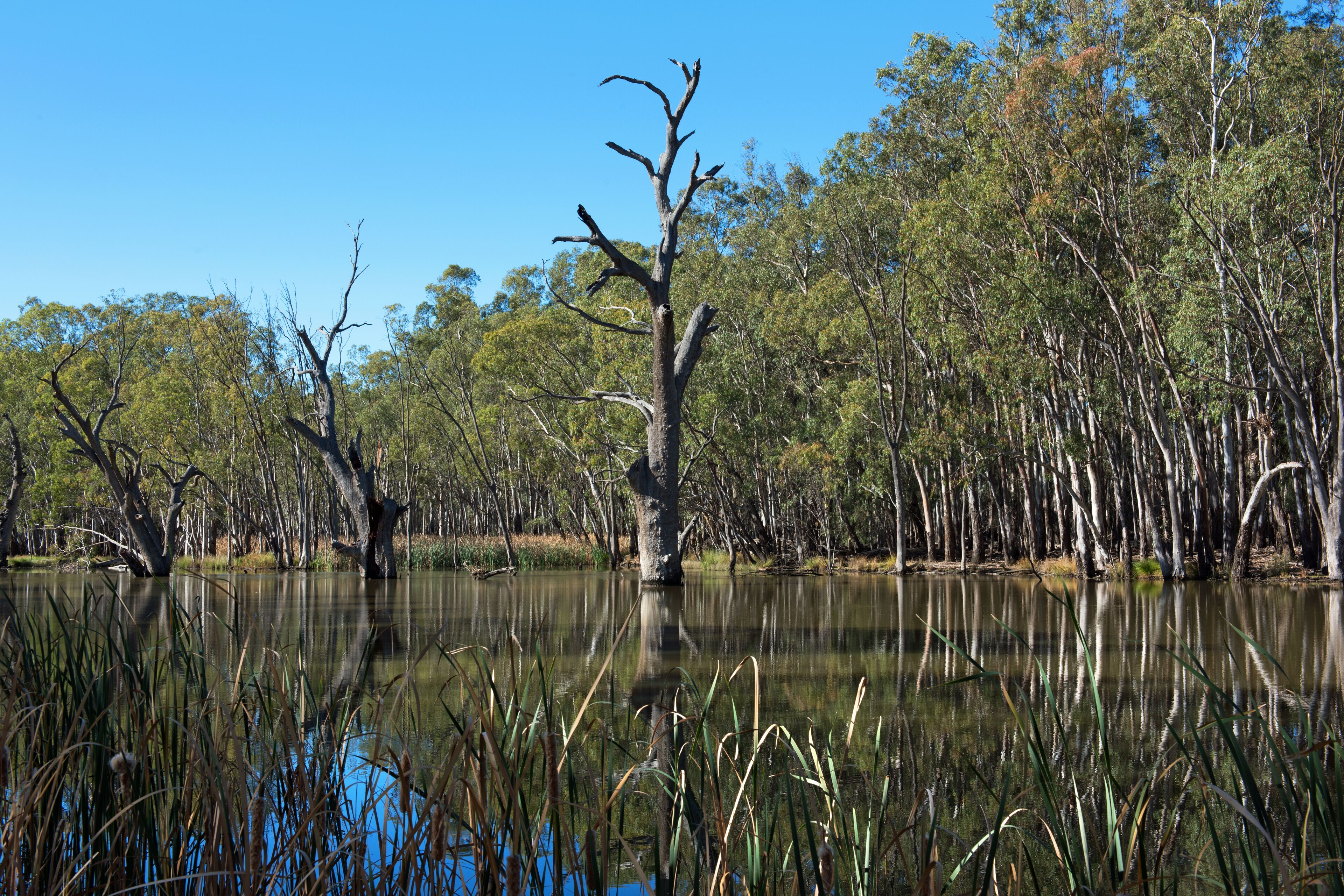 A swamp with a dead tree in the center, surrounded by dense trees and reflecting in the water.