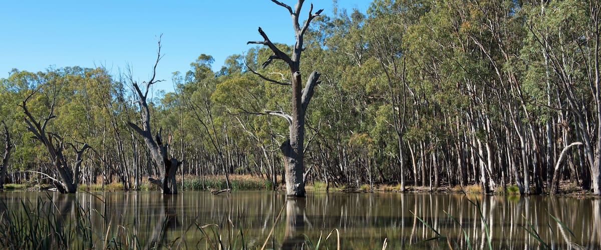 A swamp with a dead tree in the center, surrounded by dense trees and reflecting in the water.