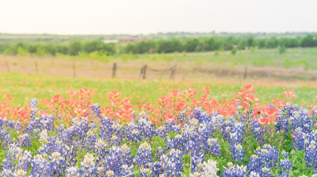 Panorama view colorful wildflower fields blooming with rustic fence in background. Beautiful full blossom meadow of Bluebonnet, Indian paintbrush (or Castilleja indivisa) in Hill Country Texas, USA