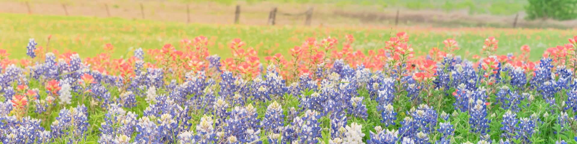 Panorama view colorful wildflower fields blooming with rustic fence in background. Beautiful full blossom meadow of Bluebonnet, Indian paintbrush (or Castilleja indivisa) in Hill Country Texas, USA